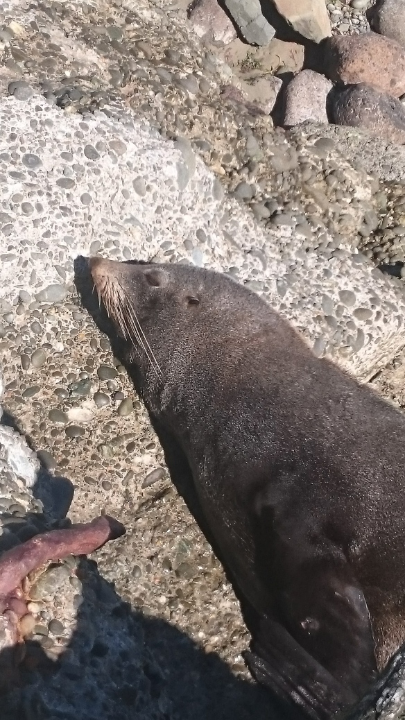 NZ - Oamaru seal